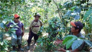 Farmers clearing for seeds